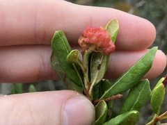 Exobasidium ferrugineae