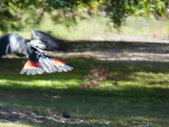 Calyptorhynchus banksii
