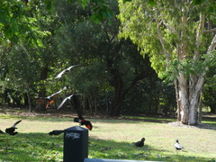 Calyptorhynchus banksii