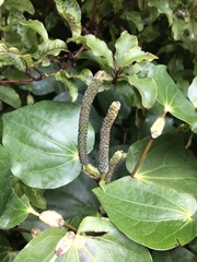 Piper excelsum excelsum