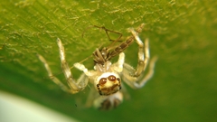 Phintelloides versicolor