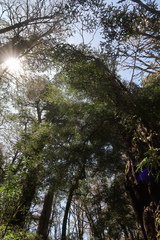 Nothofagus cunninghamii