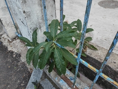 Ficus virens
