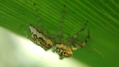 Phintelloides versicolor