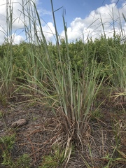 Andropogon virginicus