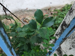 Ficus microcarpa