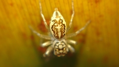 Phintelloides versicolor