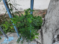 Phyllanthus tenellus