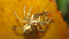 Phintelloides versicolor