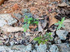 Phyllanthus tenellus