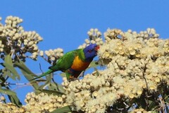 Trichoglossus moluccanus moluccanus