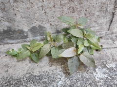 Ficus virens