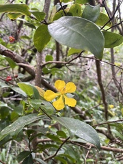 Ochna