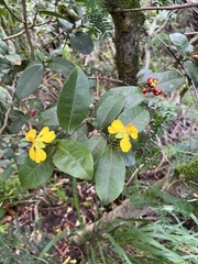 Ochna