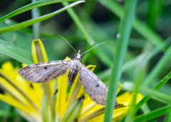 Eupithecia miserulata