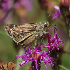 Hesperia attalus