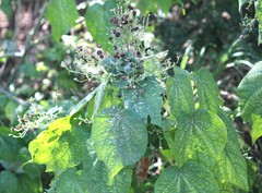 Wissadula amplissima