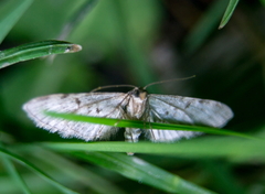 Eupithecia miserulata