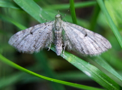 Eupithecia miserulata