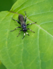 Cratichneumon sublatus