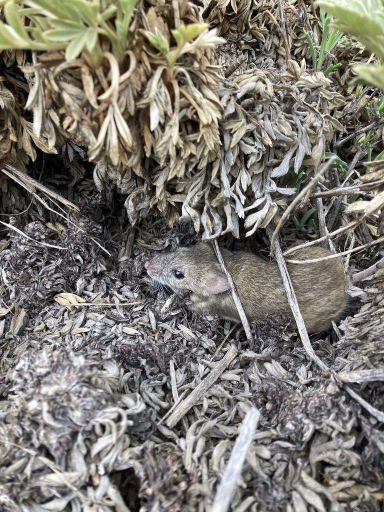 yellow-rumped leaf-eared mouse from Farellones, Lo Barnechea ...