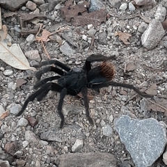 Aphonopelma madera