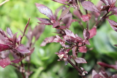 Alternanthera brasiliana