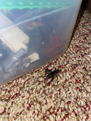 Gryllidae
