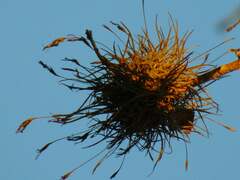 Tillandsia recurvata