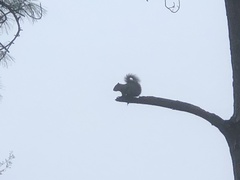Sciurus carolinensis