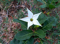 Jaborosa integrifolia