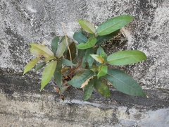 Ficus virens