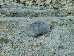 Testudo marginata