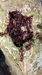 Dolichoderus decollatus