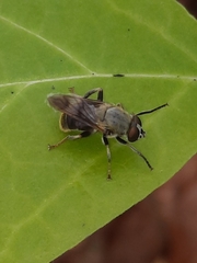 Pterallastes thoracicus