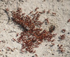 Pogonomyrmex barbatus