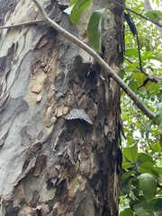 Hamadryas feronia