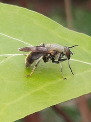 Pterallastes thoracicus