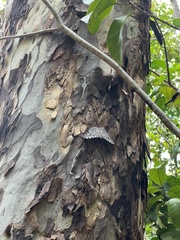 Hamadryas feronia