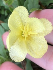 Oenothera laciniata