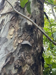 Hamadryas feronia