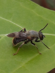 Pterallastes thoracicus