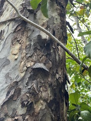 Hamadryas feronia