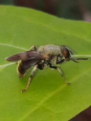 Pterallastes thoracicus