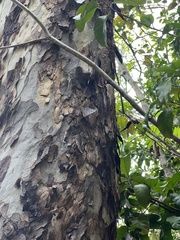 Hamadryas feronia