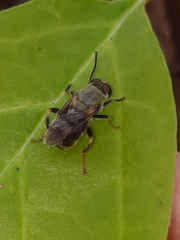 Pterallastes thoracicus