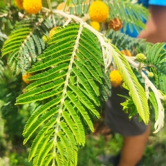 Vachellia macracantha