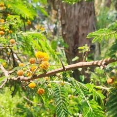 Vachellia macracantha