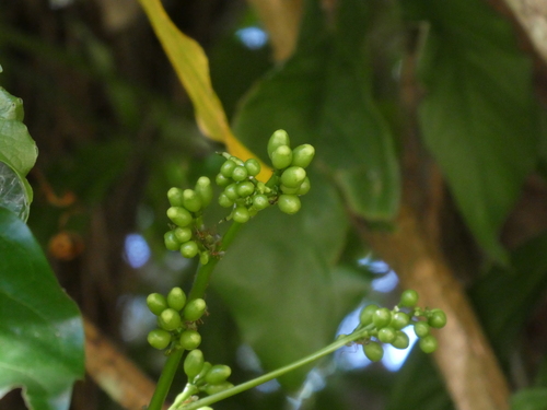 Archidendron lucyi, photograph 4