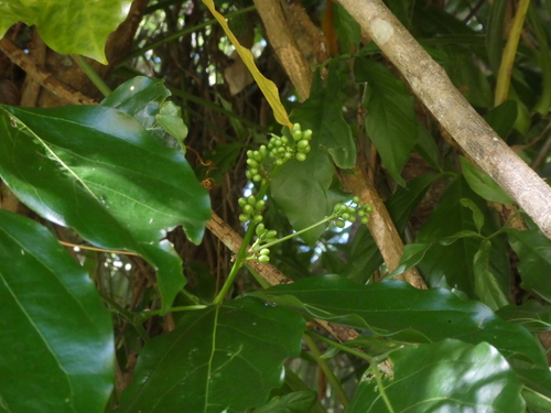 Archidendron lucyi, photograph 5